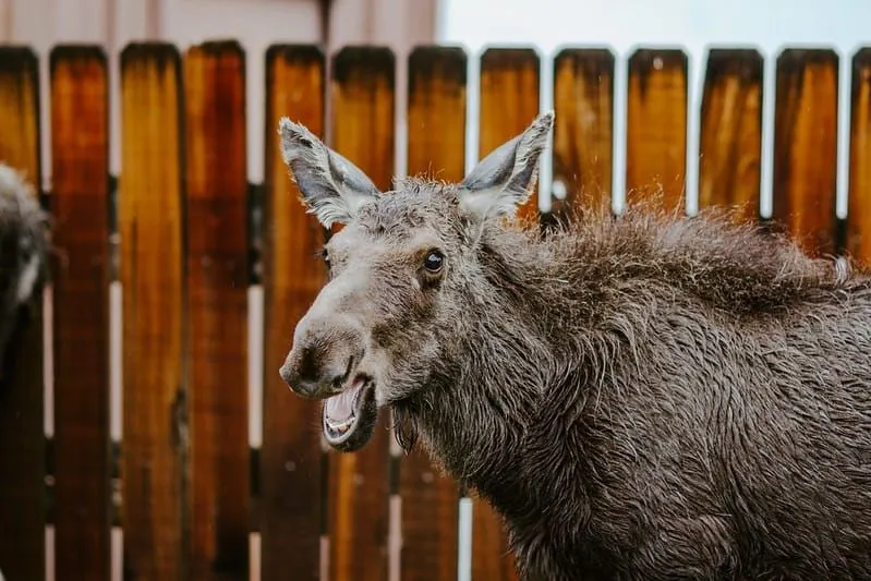 Moose standing by a fence with its mouth open.