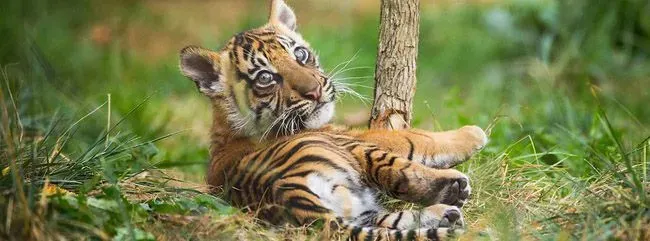 Tiger cub at London zoo.