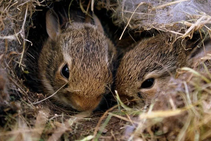 Two brown bunnies nestled together in a burrow.