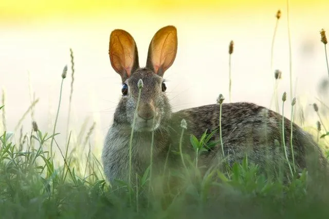 Rabbit sitting in a field amongst the flowers with its ears pricked up.