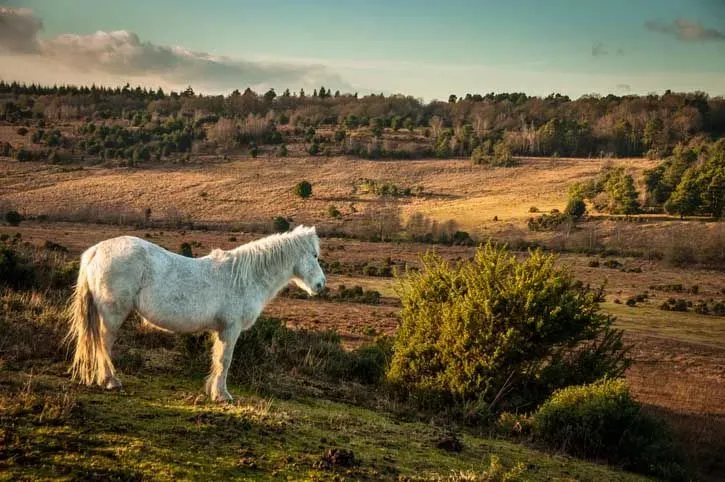 Horse in the New Forest
