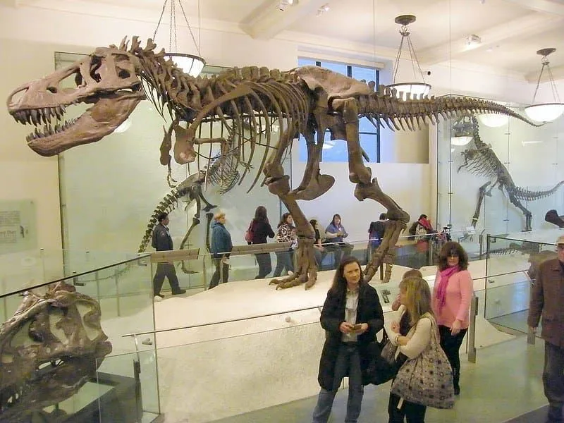 Dinosaur fossil at the Natural History Museum, London.