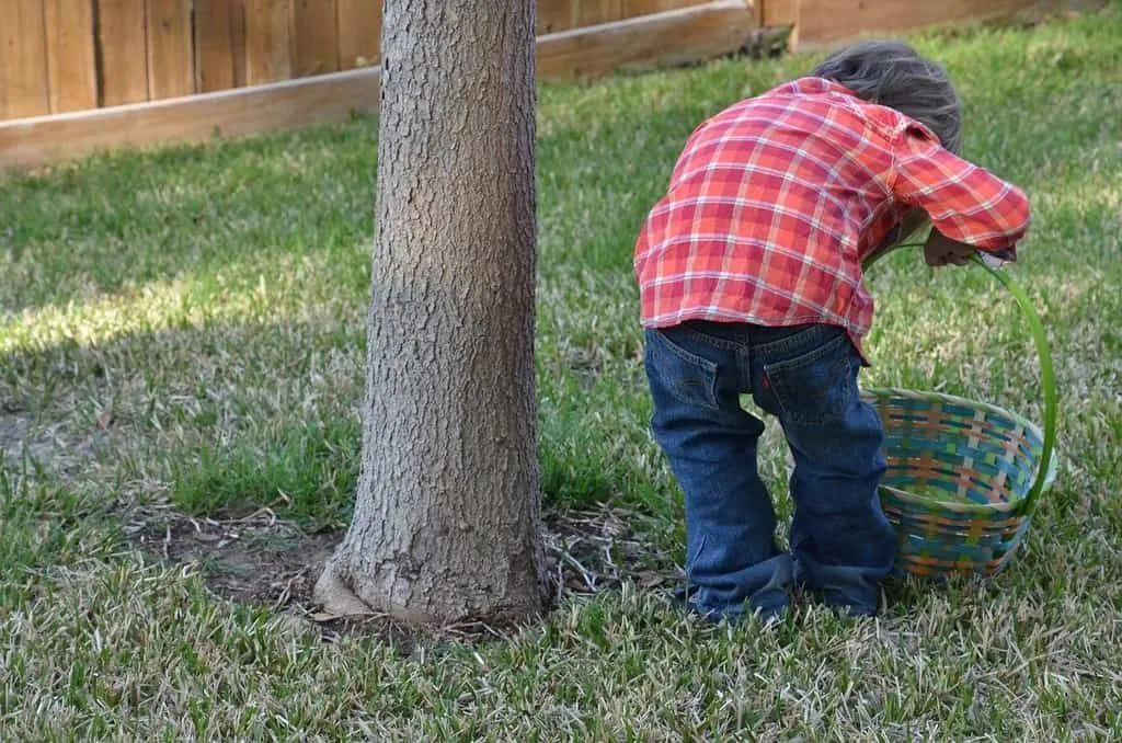 Little boy in the garden bending down next to a tree to inspect the ground for minibeasts. 