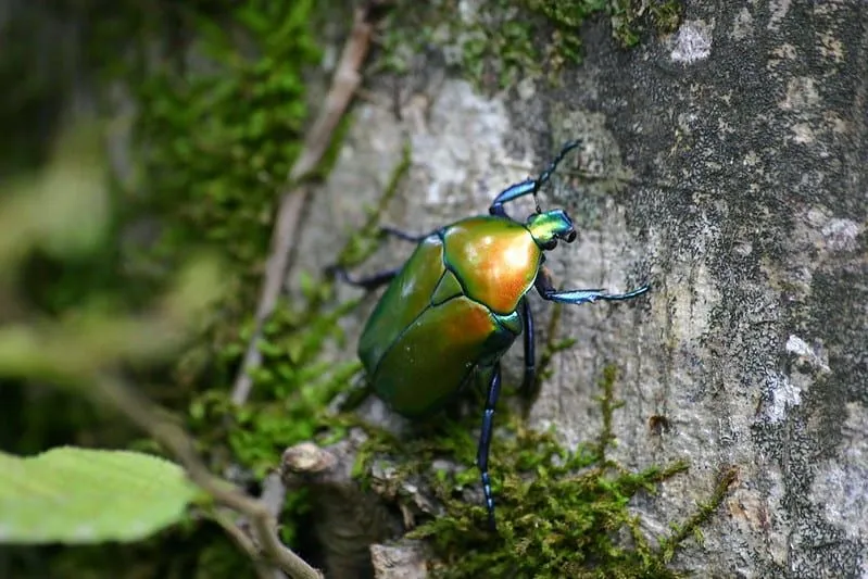 A shiny green, orange and blue minibeast insect walking on a wall.