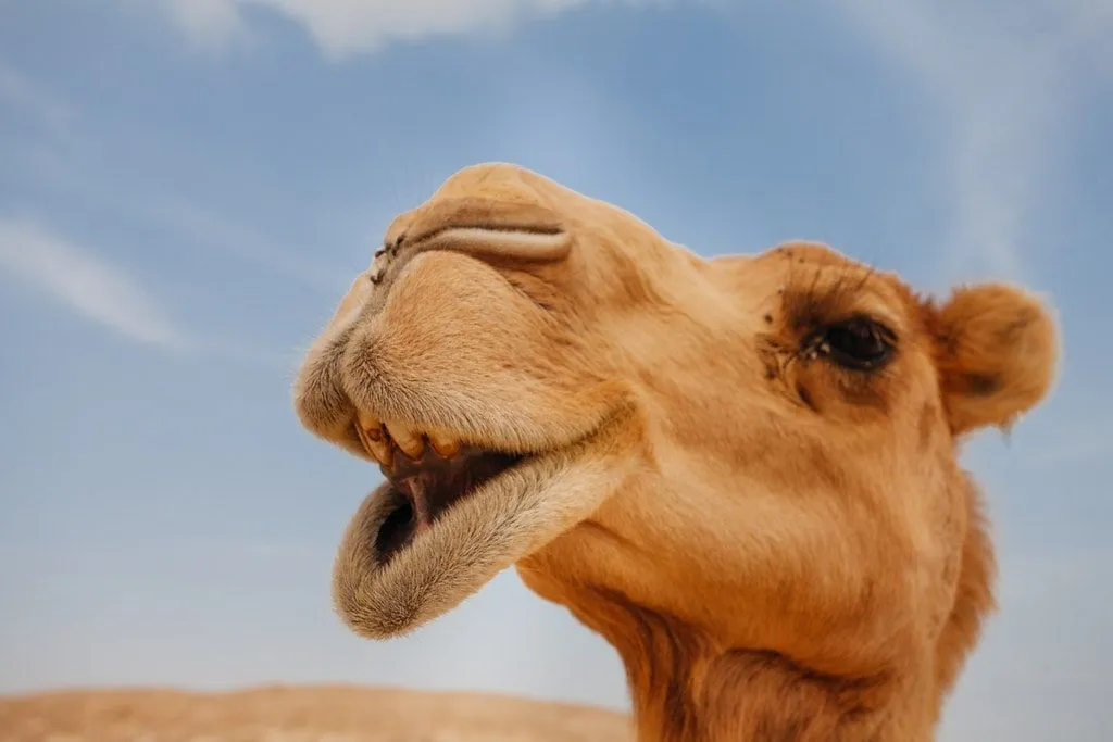 Camel with its mouth slightly open, looking like it's laughing.