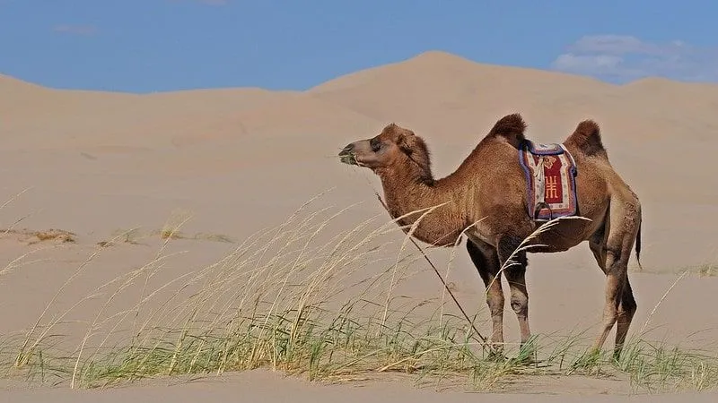Camel standing in the desert with some grass in its mouth and a saddle on its back.