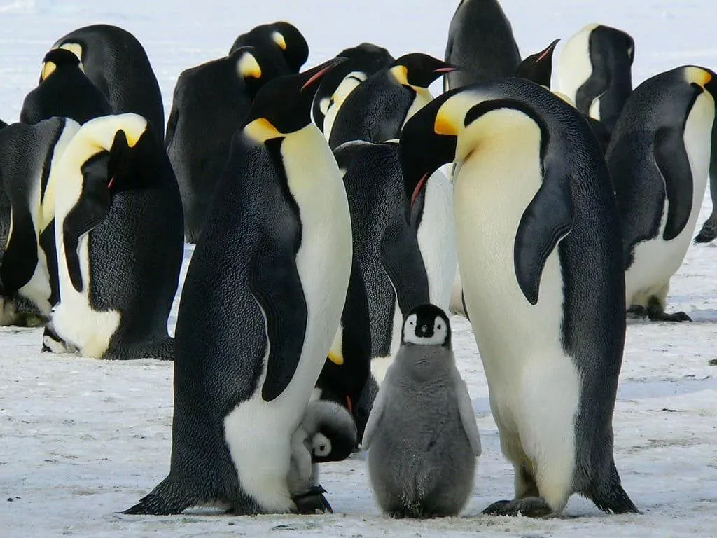 A group of penguins huddling on the ice, two parent penguins with their baby in between them in the foreground.
