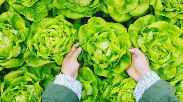 Close up of a child's hands reach for a lettuce from a row of lettuce on a farm.