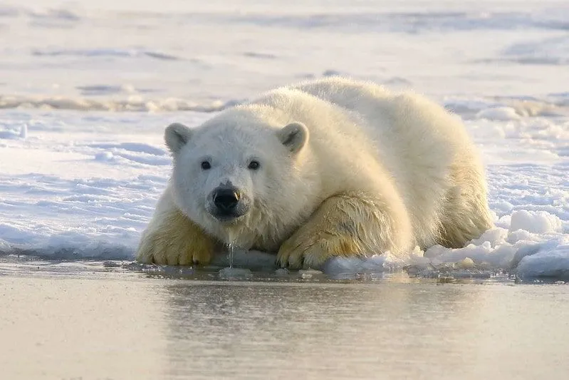 Polar bear sitting on the edge of the ice, its nose and paws wet from dipping into the sea.