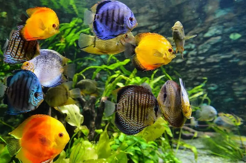 Colourful yellow, orange and purple fish swimming underwater.
