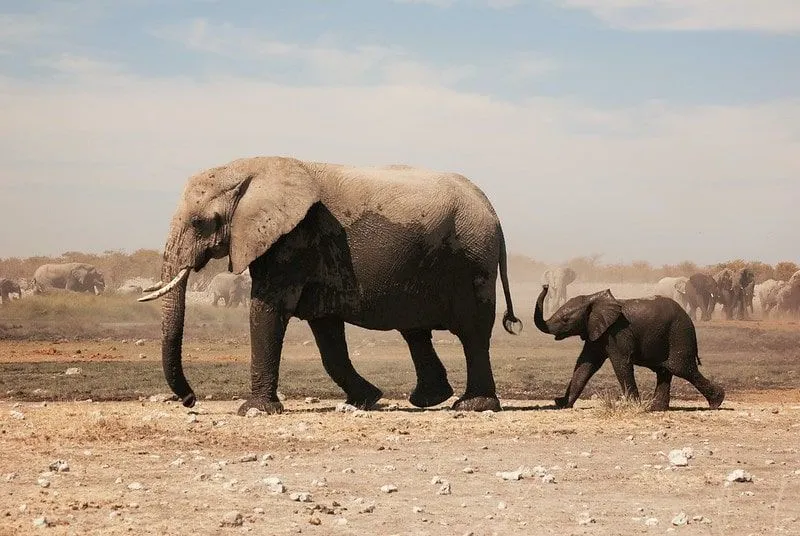 Parent and child African elephants walking through the desert.