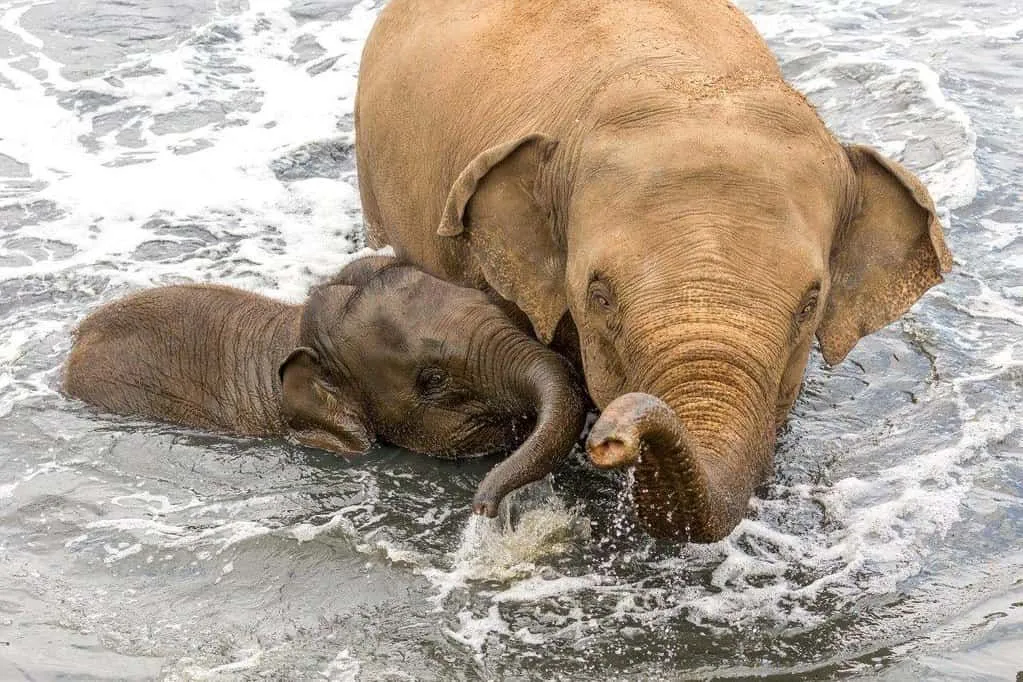 Parent and child African elephants sat down in the water.