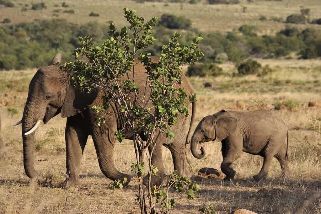 Mum and baby African elephants walking next to a tree in the wild.