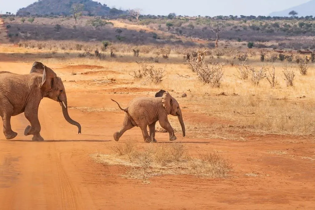 Adult and baby African elephants running in the savannah on safari.