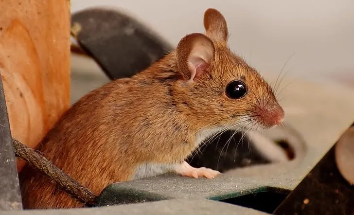 A brown wood mouse with wide black eyes.