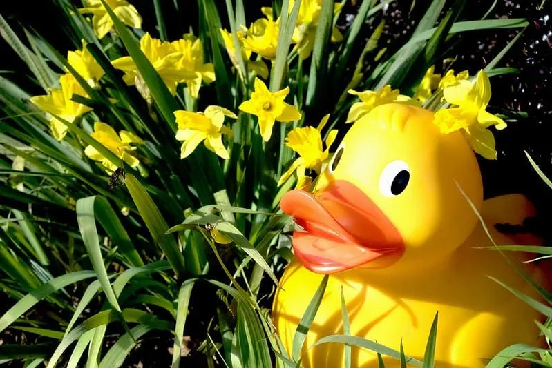 Giant yellow rubber duck placed on the grass next to some daffodils.