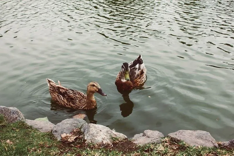 Two brown ducks swimming in a lake.