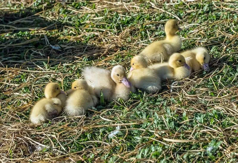 Seven yellow fluffy ducklings huddled together on the grass.