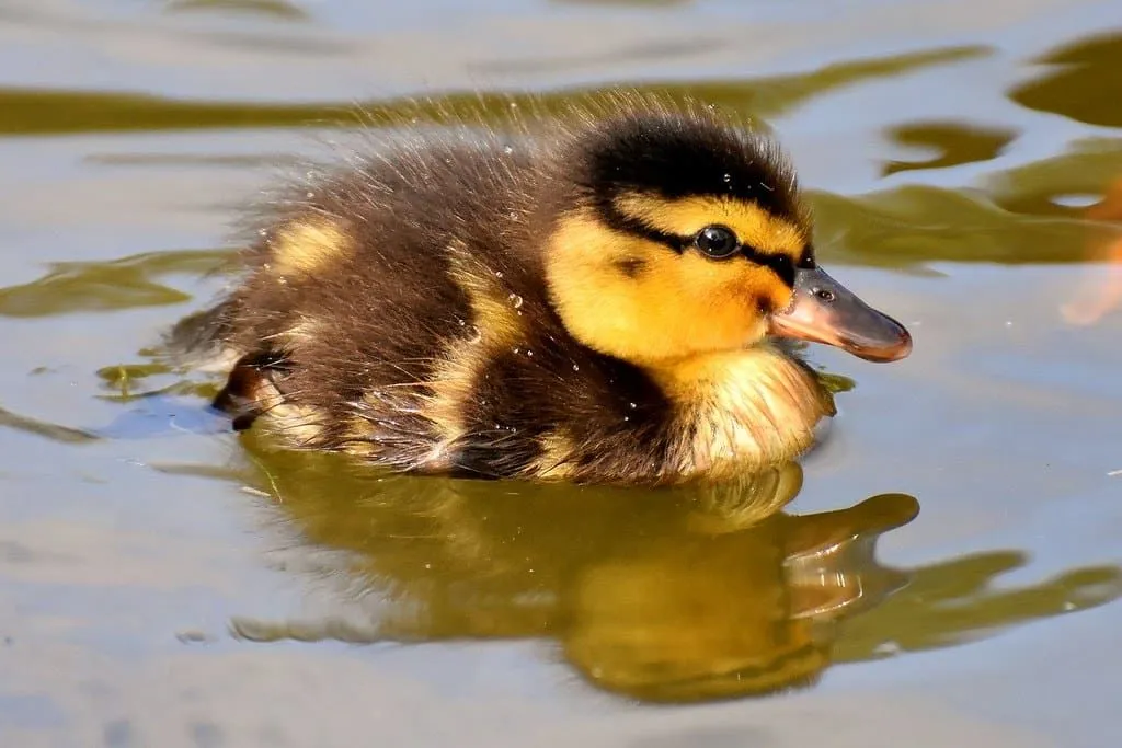 A small brown and yellow duckling swimming in the water.