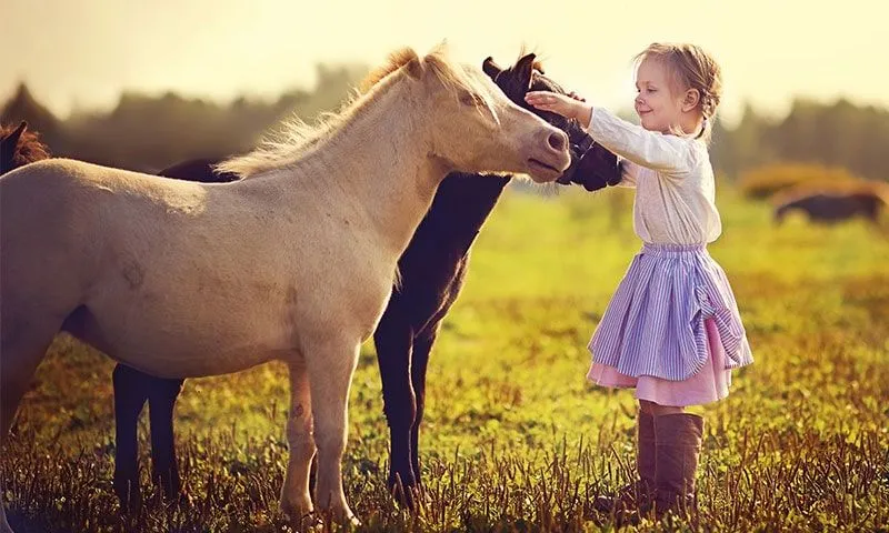 Little girl standing in front of two horses petting them on a farm.
