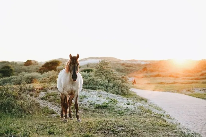 A white and brown horse walking along through the countryside at sunset.