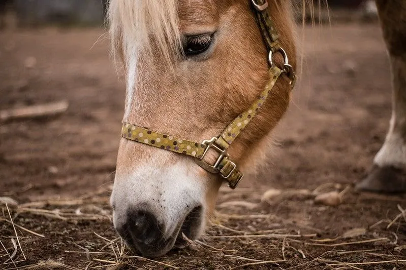 A light brown horse bending over to eat hay from the ground.