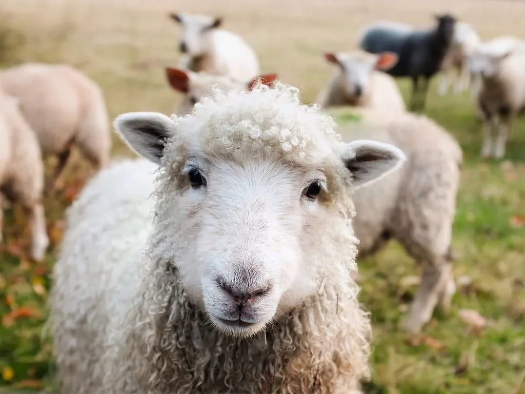 A sweet-looking sheep standing with the rest of its flock on a farm.