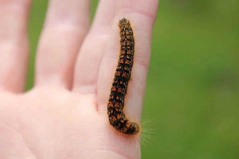 A small orange caterpillar on a person's little finger.