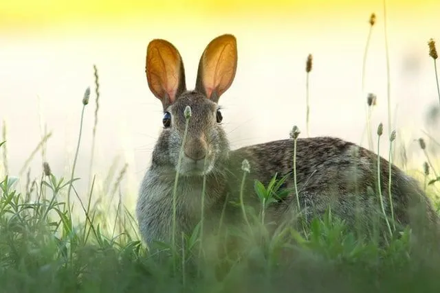 A rabbit sat in the grass among some wild flowers looking straight on.