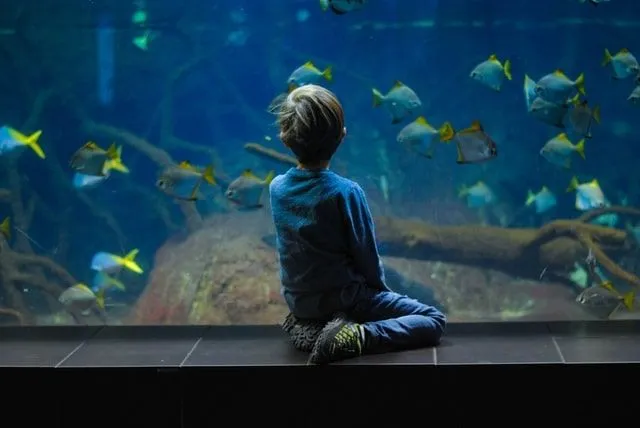 Young boy sat on the floor of the aquarium looking at the fish swimming in the fish tank.