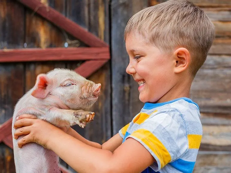 Little boy holding up and piglet and smiling at it.