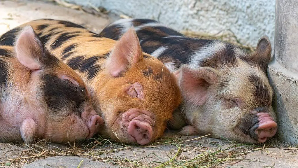 Three spotty pigs lying on the ground sleeping next to each other.