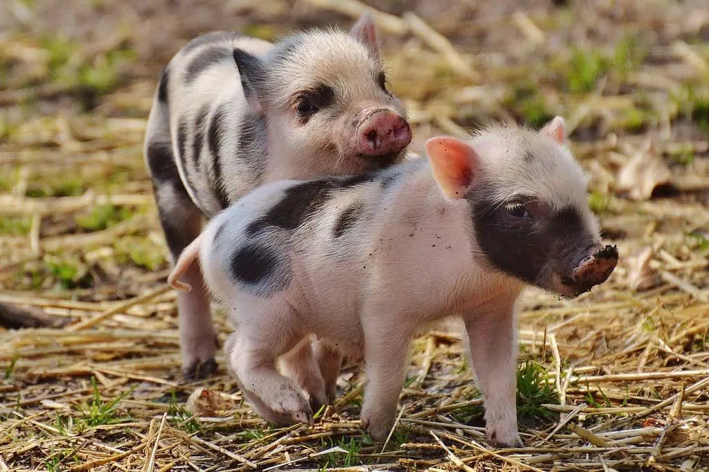 Two piglets on a farm playing with each other.