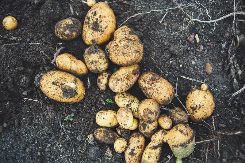 Potatoes in the ground covered with soil.