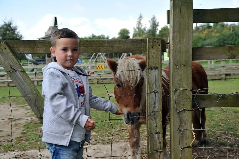 Boy standing with a pony handing it food at Kent Life farm.