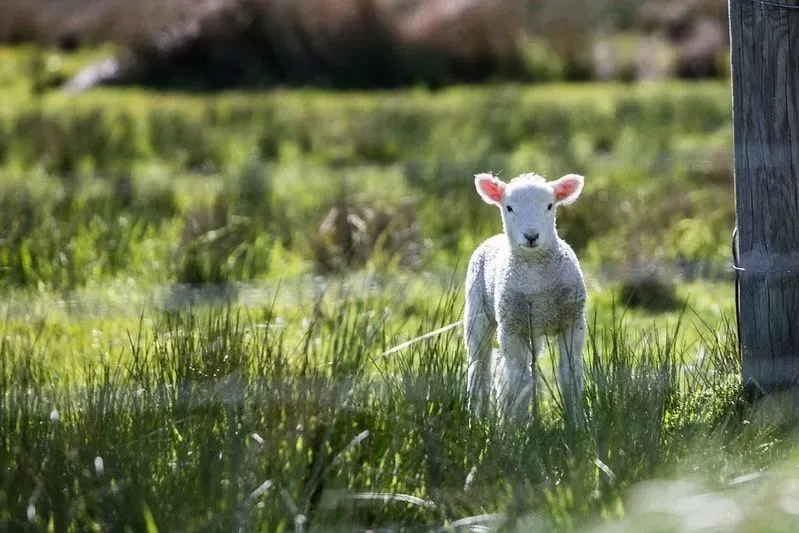 Lamb standing in the grass at Little Fant Farm, Maidstone.