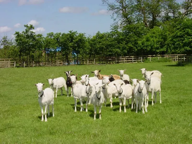 Herd of goats grazing on the grass on a sunny day.