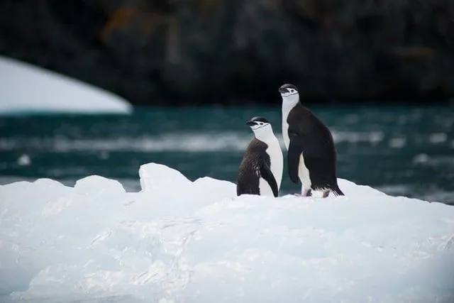 Two penguins standing together on an iceberg.