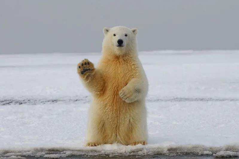 A polar bear standing upright on the ice holding its paw up as if it's waving.