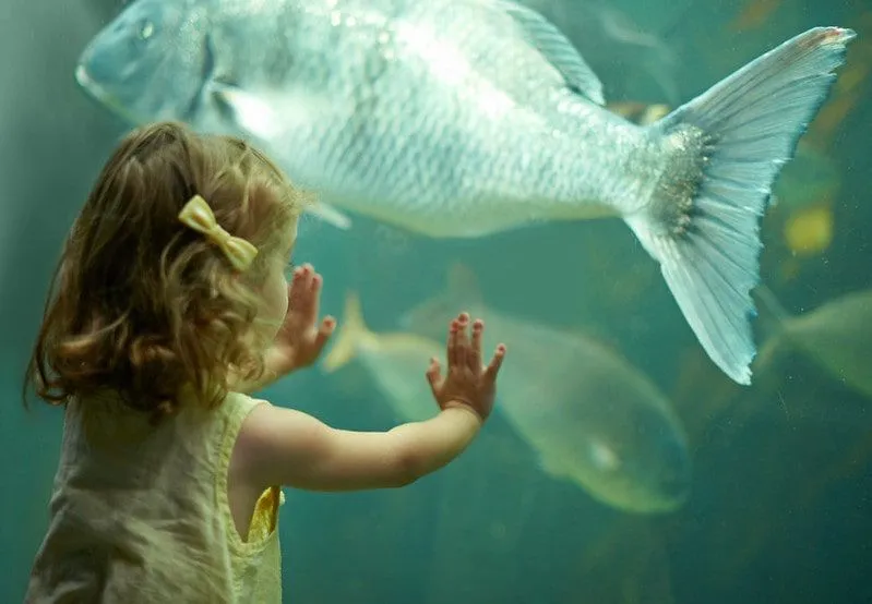 Little girl standing with her hands against the fish tank looking at a big fish at Blue Reef Aquarium.