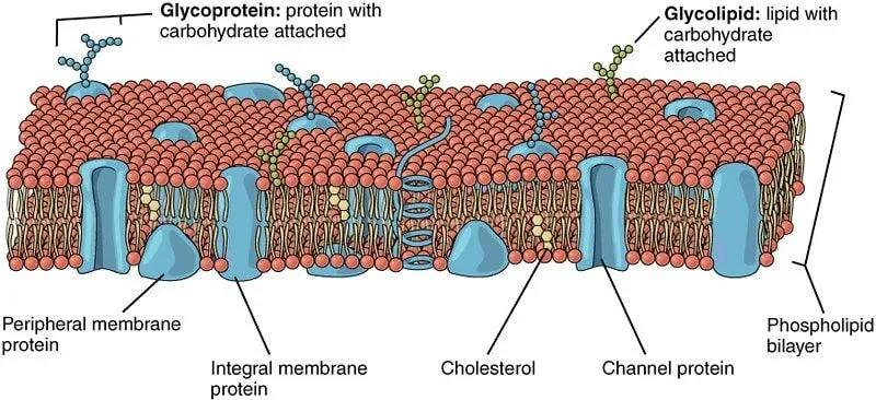 A cross-section diagram of a eukaryotic cell membrane.