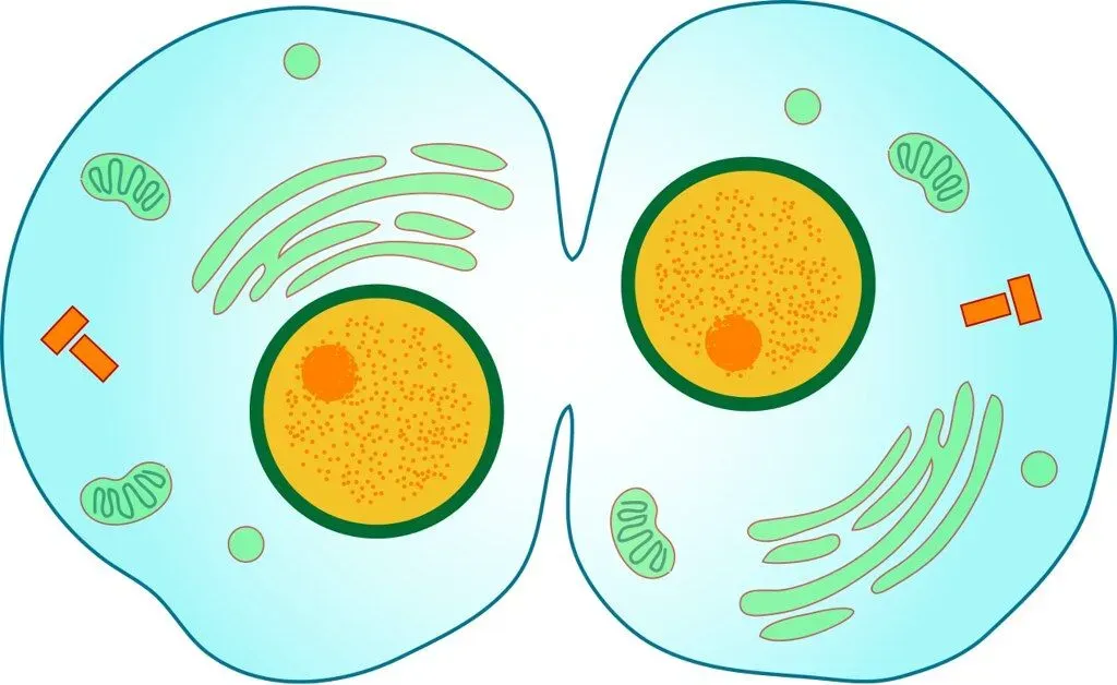 A diagram of cells undergoing cytokinesis.