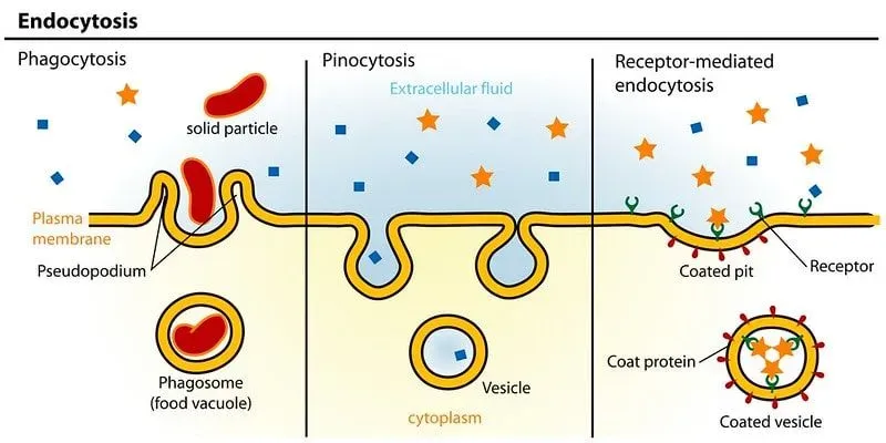 A diagram of three different types of endocytosis.