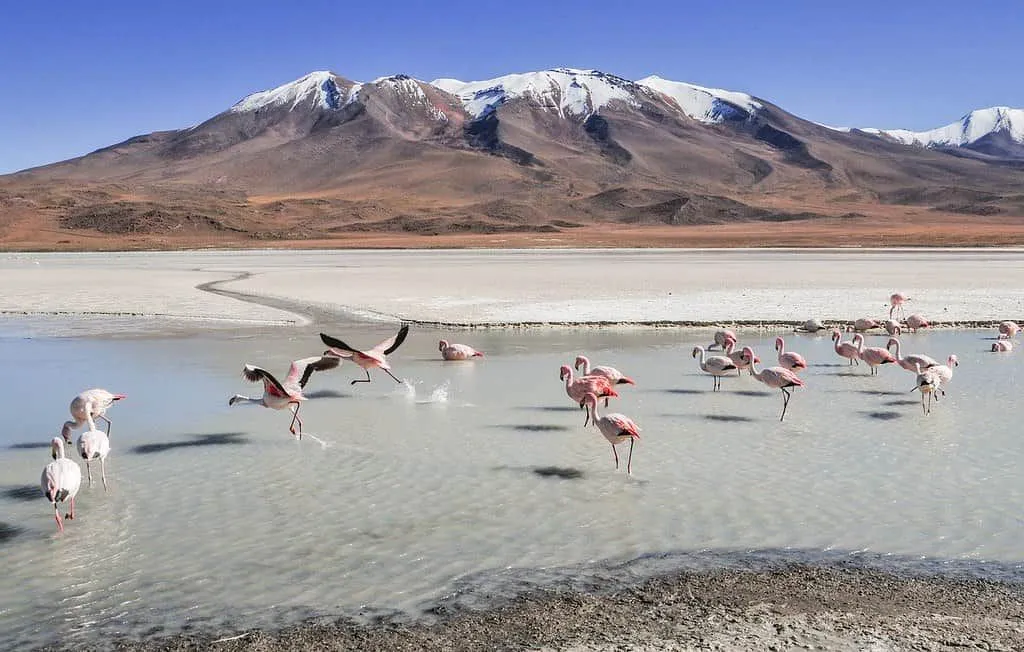 Flamingoes settled in the water in a lagoon among the mountains in Bolivia.
