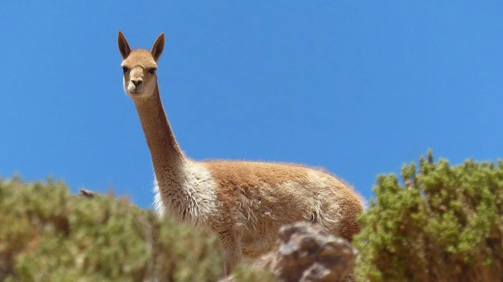 A light brown llama out in the wild nature in Bolivia.