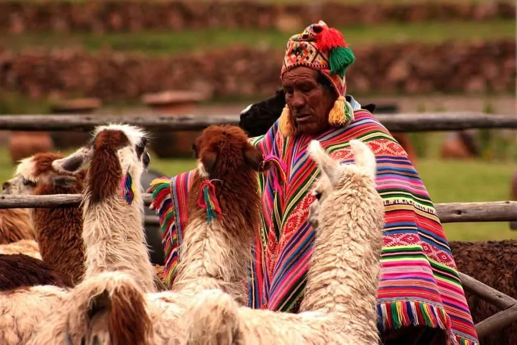 Peruvian man, wearing a colourful Peruvian knitted poncho and hat, looking at his alpacas.