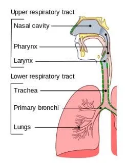 Annotated diagram of the respiratory tract.