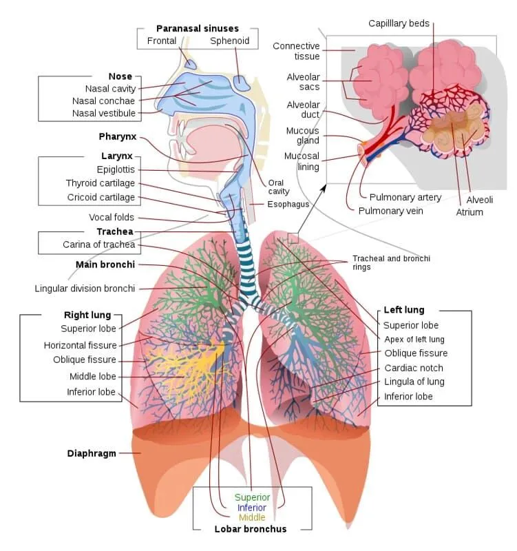 Annotated diagram of the respiratory system.