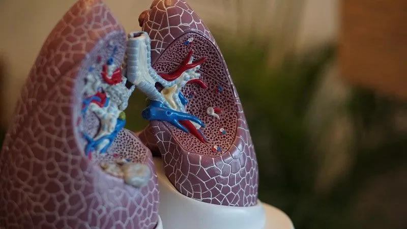 A model of the human respiratory system showing inside the lungs.