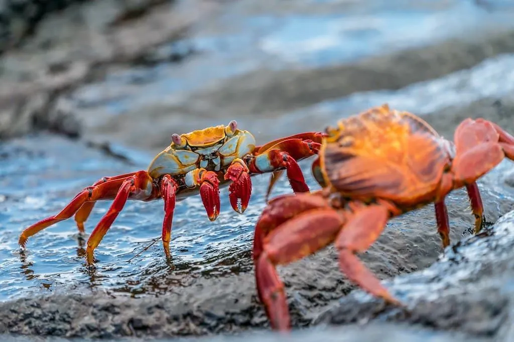 Two crabs standing on some rocks looking at each other.